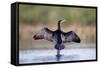 Great Cormorant Male in Breeding Colours Showing-null-Framed Stretched Canvas