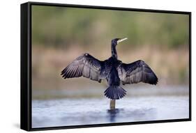 Great Cormorant Male in Breeding Colours Showing-null-Framed Stretched Canvas