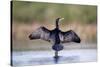 Great Cormorant Male in Breeding Colours Showing-null-Stretched Canvas