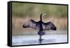 Great Cormorant Male in Breeding Colours Showing-null-Framed Stretched Canvas