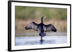 Great Cormorant Male in Breeding Colours Showing-null-Framed Photographic Print