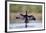 Great Cormorant Male in Breeding Colours Showing-null-Framed Photographic Print