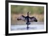 Great Cormorant Male in Breeding Colours Showing-null-Framed Photographic Print