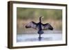 Great Cormorant Male in Breeding Colours Showing-null-Framed Photographic Print