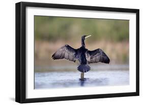 Great Cormorant Male in Breeding Colours Showing-null-Framed Photographic Print