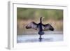 Great Cormorant Male in Breeding Colours Showing-null-Framed Photographic Print