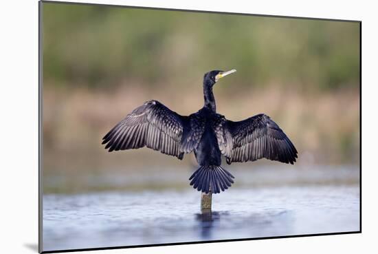 Great Cormorant Male in Breeding Colours Showing-null-Mounted Photographic Print