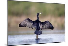 Great Cormorant Male in Breeding Colours Showing-null-Mounted Photographic Print