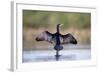 Great Cormorant Male in Breeding Colours Showing-null-Framed Photographic Print