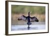 Great Cormorant Male in Breeding Colours Showing-null-Framed Photographic Print