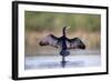 Great Cormorant Male in Breeding Colours Showing-null-Framed Photographic Print