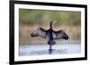 Great Cormorant Male in Breeding Colours Showing-null-Framed Photographic Print