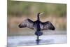 Great Cormorant Male in Breeding Colours Showing-null-Mounted Photographic Print
