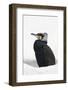 Great cormorant (Phalacrocorax carbo) in snow. Netherlands. January.-Edwin Giesbers-Framed Photographic Print