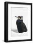 Great cormorant (Phalacrocorax carbo) in snow. Netherlands. January.-Edwin Giesbers-Framed Photographic Print