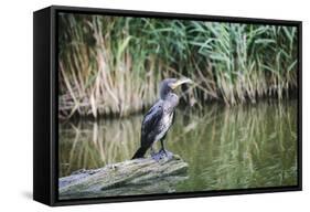 Great Cormorant (Phalacrocorax Carbo) Juvenile-Mark Doherty-Framed Stretched Canvas