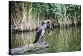 Great Cormorant (Phalacrocorax Carbo) Juvenile-Mark Doherty-Stretched Canvas