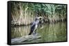 Great Cormorant (Phalacrocorax Carbo) Juvenile-Mark Doherty-Framed Stretched Canvas