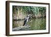 Great Cormorant (Phalacrocorax Carbo) Juvenile-Mark Doherty-Framed Photographic Print