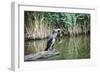 Great Cormorant (Phalacrocorax Carbo) Juvenile-Mark Doherty-Framed Photographic Print