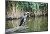 Great Cormorant (Phalacrocorax Carbo) Juvenile-Mark Doherty-Mounted Photographic Print