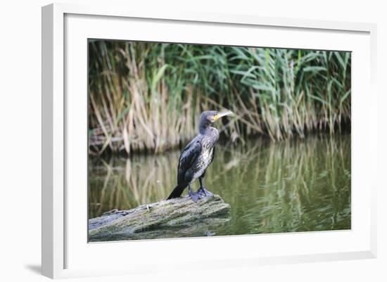 Great Cormorant (Phalacrocorax Carbo) Juvenile-Mark Doherty-Framed Photographic Print