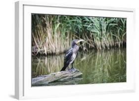 Great Cormorant (Phalacrocorax Carbo) Juvenile-Mark Doherty-Framed Photographic Print