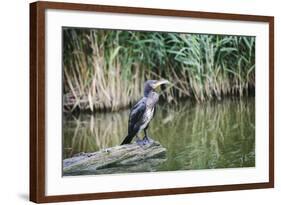 Great Cormorant (Phalacrocorax Carbo) Juvenile-Mark Doherty-Framed Photographic Print