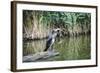 Great Cormorant (Phalacrocorax Carbo) Juvenile-Mark Doherty-Framed Photographic Print