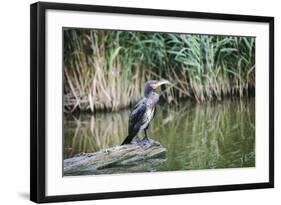 Great Cormorant (Phalacrocorax Carbo) Juvenile-Mark Doherty-Framed Photographic Print
