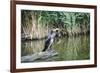 Great Cormorant (Phalacrocorax Carbo) Juvenile-Mark Doherty-Framed Photographic Print