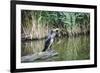 Great Cormorant (Phalacrocorax Carbo) Juvenile-Mark Doherty-Framed Photographic Print