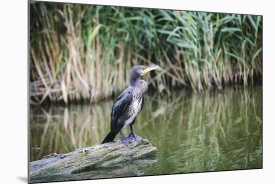 Great Cormorant (Phalacrocorax Carbo) Juvenile-Mark Doherty-Mounted Photographic Print