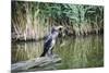 Great Cormorant (Phalacrocorax Carbo) Juvenile-Mark Doherty-Mounted Photographic Print