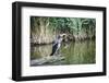 Great Cormorant (Phalacrocorax Carbo) Juvenile-Mark Doherty-Framed Photographic Print