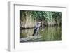 Great Cormorant (Phalacrocorax Carbo) Juvenile-Mark Doherty-Framed Photographic Print