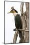 Great Cormorant (Phalocrocorax Carbo), Lake Naivasha, Kenya, East Africa, Africa-Sergio Pitamitz-Mounted Photographic Print