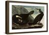 Great Cormorants-John James Audubon-Framed Giclee Print