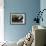 Great Cormorants-John James Audubon-Framed Giclee Print displayed on a wall