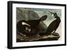 Great Cormorants-John James Audubon-Framed Giclee Print