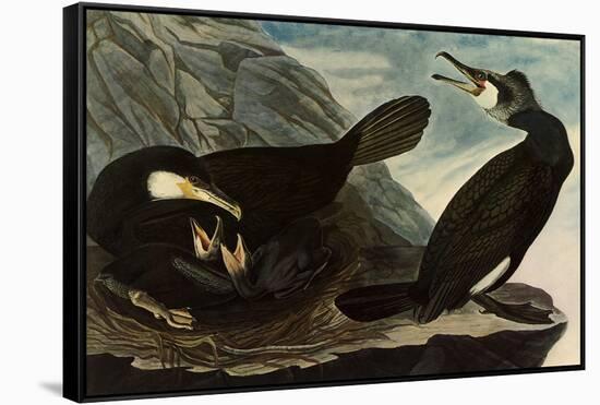 Great Cormorants-John James Audubon-Framed Stretched Canvas