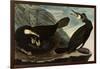 Great Cormorants-John James Audubon-Framed Giclee Print