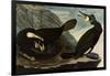 Great Cormorants-John James Audubon-Framed Giclee Print