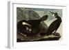 Great Cormorants-John James Audubon-Framed Premium Giclee Print