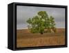 Great Cottonwood Tree in Kansas Flint Hills-Michael Scheufler-Framed Stretched Canvas