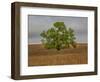 Great Cottonwood Tree in Kansas Flint Hills-Michael Scheufler-Framed Photographic Print