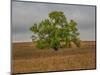 Great Cottonwood Tree in Kansas Flint Hills-Michael Scheufler-Mounted Photographic Print