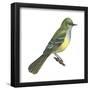 Great Crested Flycatcher (Myiarchus Crinitus), Birds-Encyclopaedia Britannica-Framed Poster