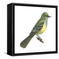 Great Crested Flycatcher (Myiarchus Crinitus), Birds-Encyclopaedia Britannica-Framed Stretched Canvas