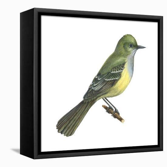 Great Crested Flycatcher (Myiarchus Crinitus), Birds-Encyclopaedia Britannica-Framed Stretched Canvas